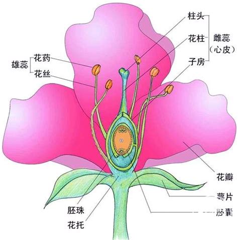 花芯 意思|花芯的意思是什么？花芯在花朵结构中的作用是什么？